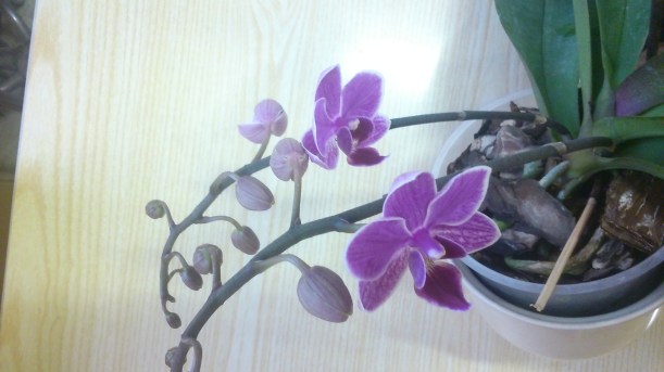 orchidea