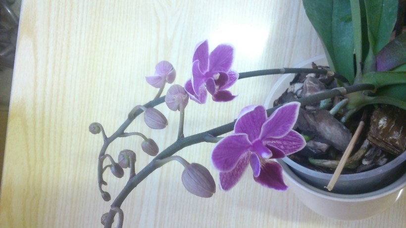 orchidea